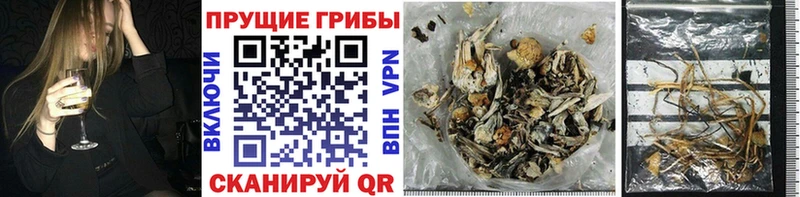 Псилоцибиновые грибы GOLDEN TEACHER  Югорск 